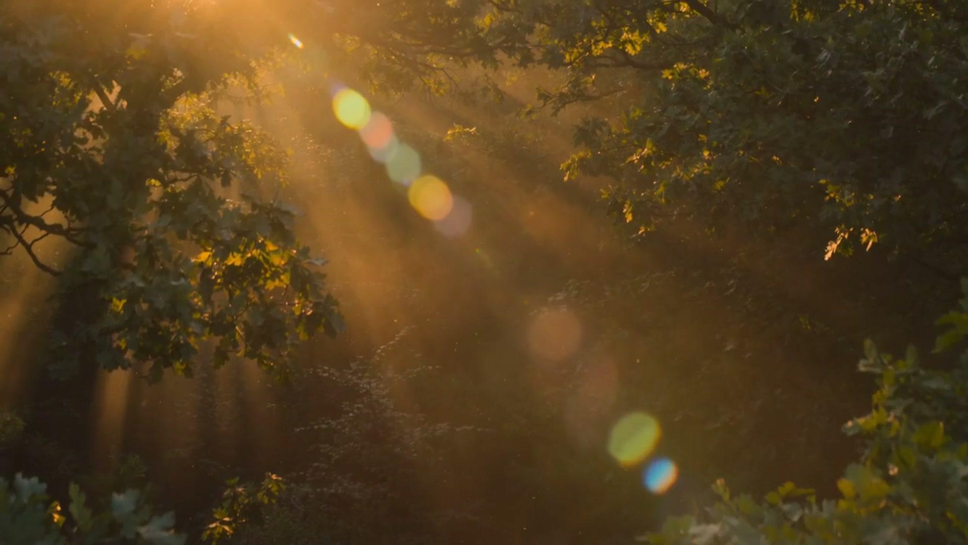 Warm late-afternoon sunlight filtering through a sunlit forest canopy.